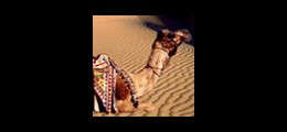 Rohit Travels Dhaula Kuan Delhi - Tour Operators Sulekha Image-1