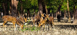Chalo Berai Bow Barracks Kolkata - Tour Operators Sulekha Image-3