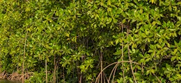 Anbumani Alandur Chennai - Tour Operators Sulekha Image-2