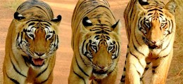 Wild Destination Dombivali East Mumbai - Tour Operators Sulekha Image-0
