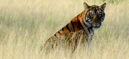 Wild Destination Dombivali East Mumbai - Tour Operators Sulekha Image-1