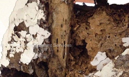J S PEST AND SANITIZER SERVICES in Sector 53, Noida - 201301
