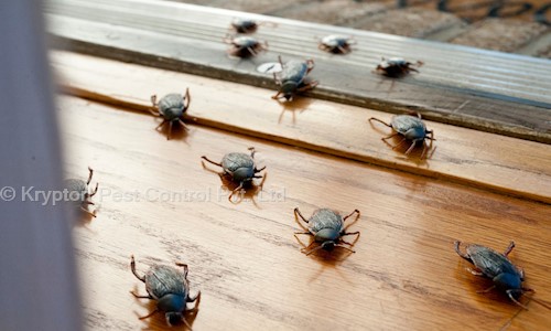 Krypton Pest Control Pvt. Ltd. in Aliganj, Lucknow - 226024