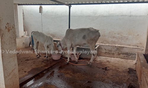 Vedadwani Shankara Jyotishyalayam in Vedayapalem, Nellore - 524004