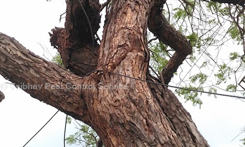 Vaibhav Pest Control Service in Belgaum City, Belgaum - 590001