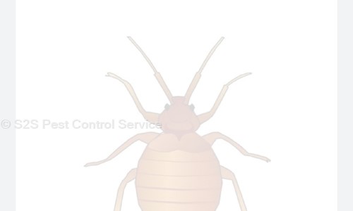 S2S Pest Control Service in Marathahalli, Bangalore - 560037