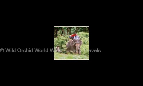 Wild Orchid World Wide Tours & Travels in Ballygunge, Kolkata - 700019