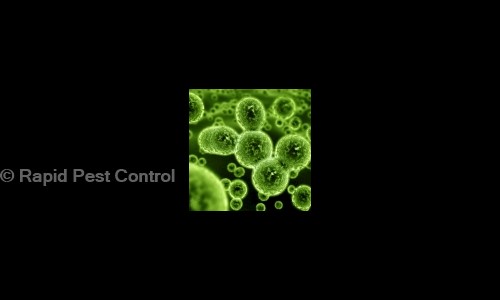 Rapid Pest Control in Paldi, Ahmedabad - 380007