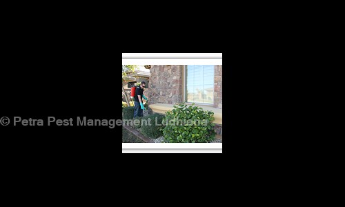 Petra Pest Management Ludhiana in Model Town, Ludhiana - 141002