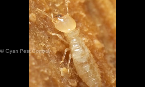 Gyan Pest Control in Sangam Vihar, Delhi - 110062