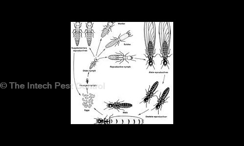 The Intech Pest Control in Hari Nagar, Delhi - 110064