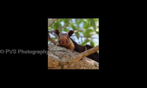 PVS Photography in BTM Layout, Bangalore - 560076