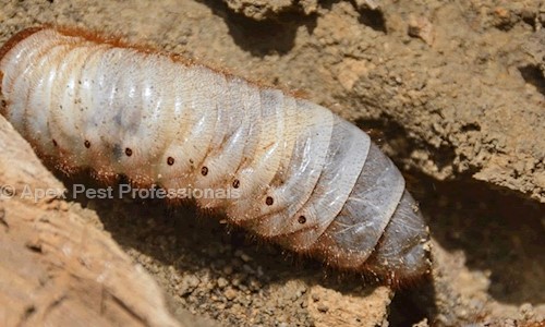 Apex Pest Professionals in Indirapuram, Ghaziabad - 201014