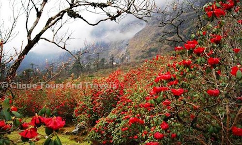 Clique Tours And Travels in Ranipool, Gangtok - 737101