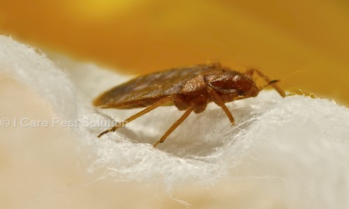 I Care Pest Solution in Karond, Bhopal - 462038