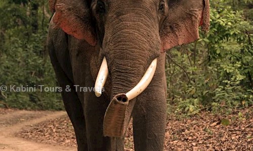 Kabini Tours & Travels in Hampapura (H.D. Kote), Mysore - 571114
