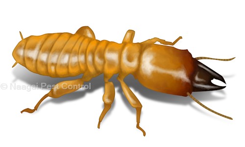 Naagai Pest Control in Urapakkam, Chennai - 611203