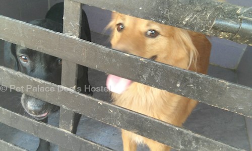 Pet Palace Dog s Hostel in Kharadi, Pune - 411014