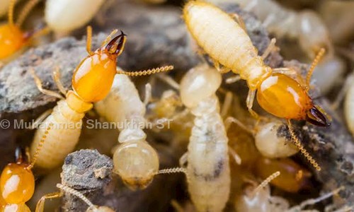 PCT Pest control in trivandrum in Nedumangad, Trivandrum - 695541