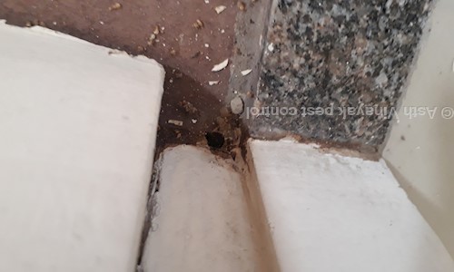 Asth Vinayak pest control in Shahibaug, Ahmedabad - 38004