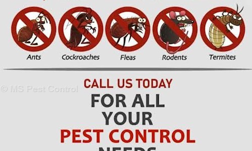 MS Pest Control in Malkajgiri, Hyderabad - 500017
