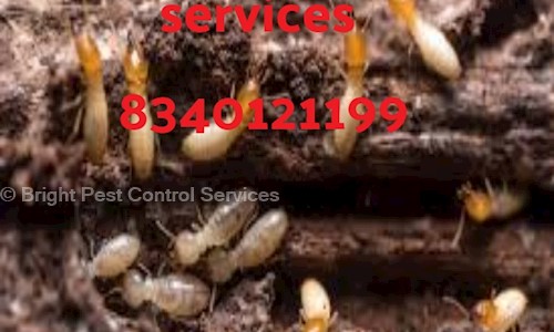 Bright Pest Control Services in Golambar, Patna - 80007