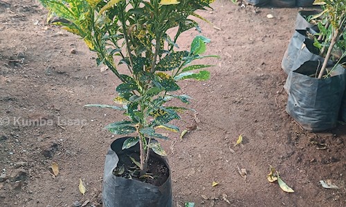Kumba Issac in Chintal, Hyderabad - 500054