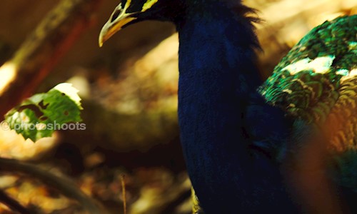 photoshoots in , Mysore - 570008