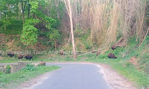 Sivasakthi Tours And Travels in Pollachi, Coimbatore - 642129