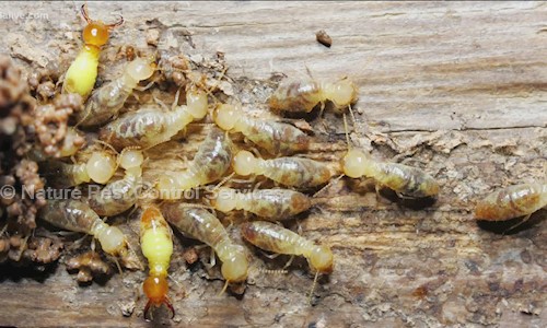Nature Pest Control Services in Karipatti, Salem - 636106
