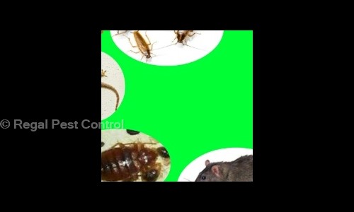 Regal Pest in Pitampura, Delhi - 110034