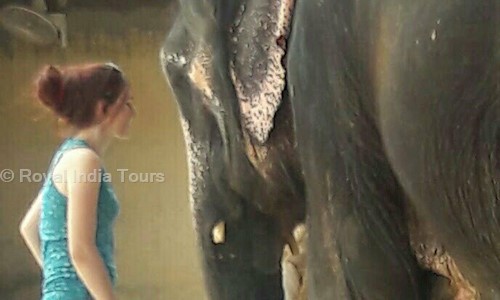 Royal India Tours in Ajmer Road, Jaipur - 302024