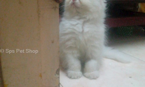 Sps Pet Shop in Madambakkam, chennai - 600126