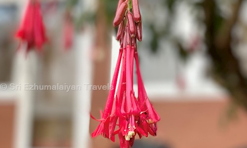 Sri Ezhumalaiyan Travels in Trichy Main Road, Trichy - 600017