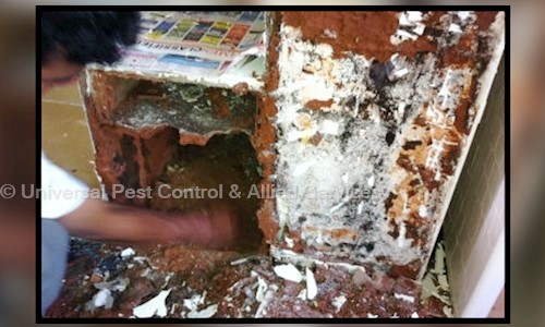 Universal Pest Control & Allied Services in Sudhama Nagar, Bangalore - 560002