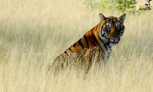 Wild Destination in Dombivali East, Mumbai - 421201