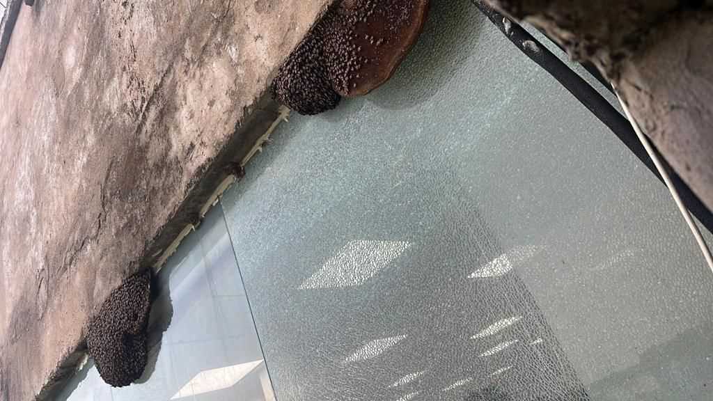 Raipur Service And Pest Control in Mowa Pest control service Service