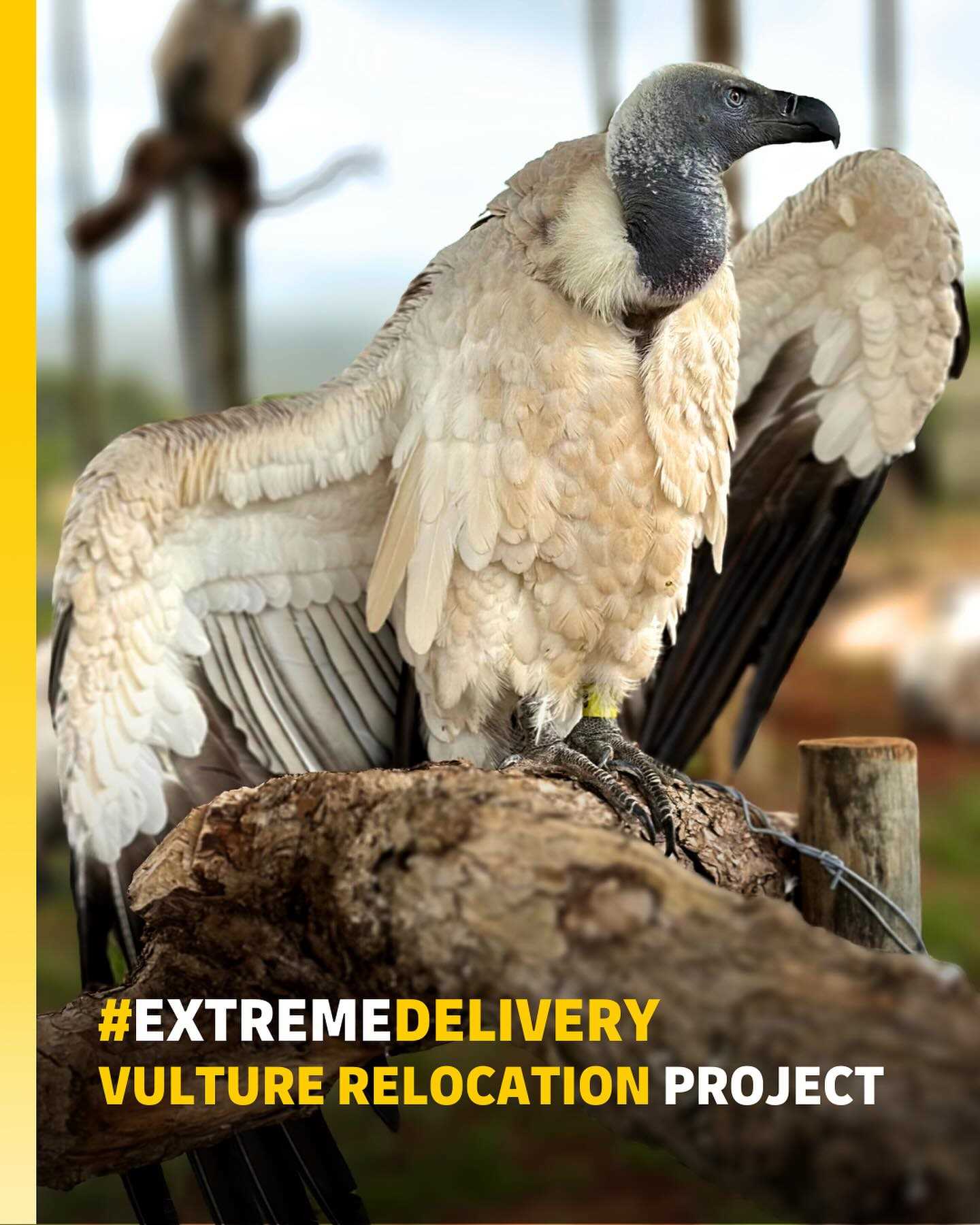 DHL Express (India) Pvt. Ltd in Sector 29, Gurugram